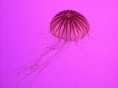 -合肥海洋世界