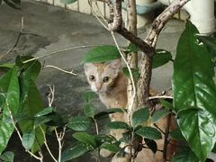 -南沙辉记烧鸡·荔枝木炭火吊烧(旧镇店)