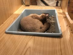 -屋虎猫馆(宝安大仟里店)