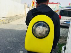 -瑞鹏宠物医院·内科·中兽医·骨科(苗圃店)