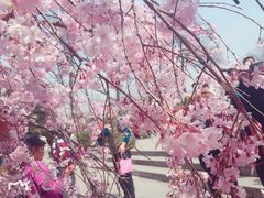 -西安青龙寺遗址景区