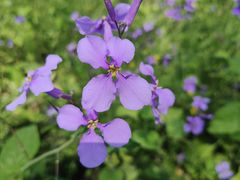 -上海滨江森林公园