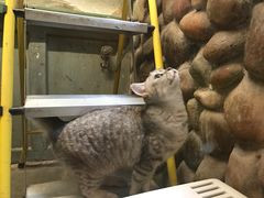 -猫咪博物馆(顶澳仔猫街店)