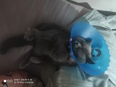 -伟伟宠物医院·CT影像中心·瑞派犬猫综合性门诊(汉口总院)