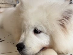 -毛绒耶耶撸宠馆·猫咖·狗咖·荷兰猪咖