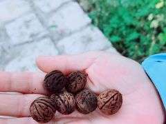 -北京凤凰岭