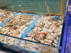-曼格活海鲜·牛排自助(光明蓝鲸店)