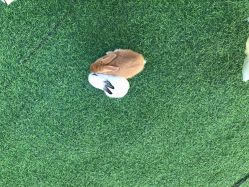 -萌宠亲子动物乐园(槐房万达店)