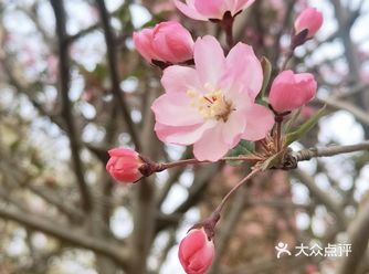 北京春季哪儿看花儿？各大公园齐开放