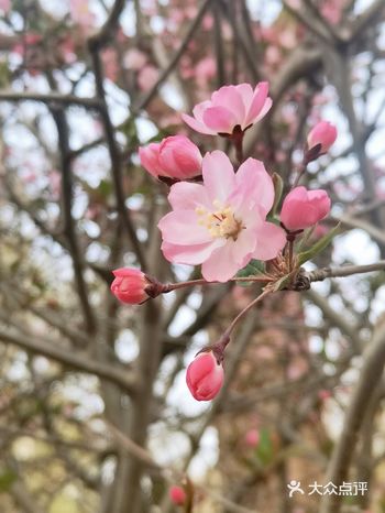 北京春季哪儿看花儿？各大公园齐开放