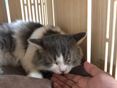 -猫和宫(六道口店)