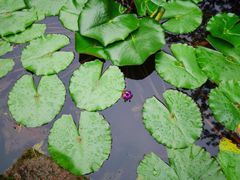 望江楼公园-望江楼公园