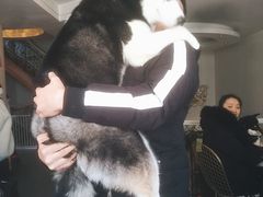 -喜柴咖啡·柴犬狗咖