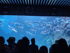 -左海海底世界