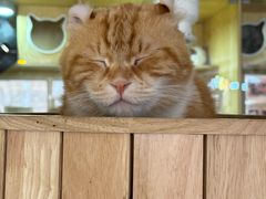 -平行世界·猫咖(首经贸店)