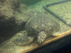 -苏州海洋馆