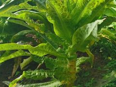 -庞各庄翠芳园西瓜蔬菜基地采摘园