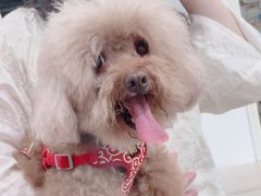 -佳雯宠物医院·皮肤科·内外科(春晓路分院)