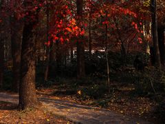 -上海共青森林公园