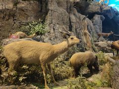 -陕西自然博物馆