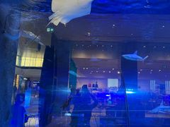 -迪拜水族馆及水下动物园