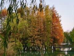 -青枫公园