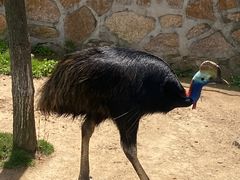 -西霞口神雕山野生动物世界