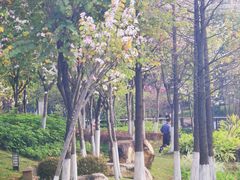 -映月湖公园