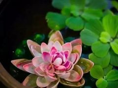 -西湖游船