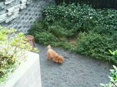 android_upload_pic-上海崇明金茂凯悦酒店