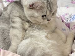 -喵zoo家庭繁育猫舍(尖东智能花园店)