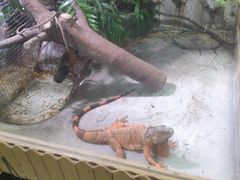 -上海大自然野生昆虫馆(东方明珠·爬宠昆虫探索中心)