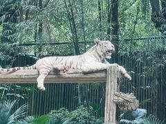 -广州长隆野生动物世界