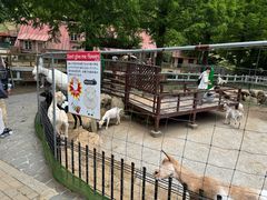 -神户市立六甲山牧场