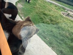 -上海野生动物园老虎餐厅