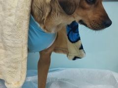 -达爱动物医院·犬猫分区·CT·复杂眼科(远洋山水分院)