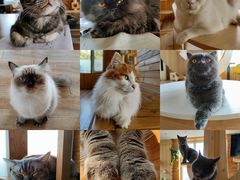 -猫的茶·猫咖