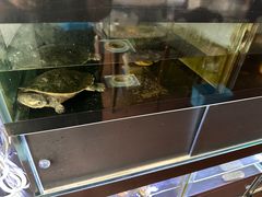 -灵龟之家百象馆(百象馆联合旗舰店)