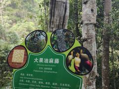 -野象谷景区