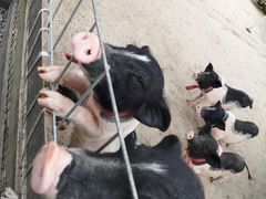 -前小桔亲子创意农场·草莓采摘·露营烧烤