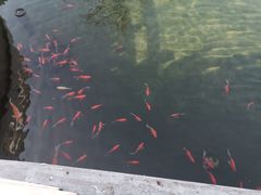 -祥源·阜阳生态乐园