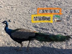 -亚龙湾国际玫瑰谷