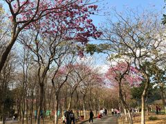 -天适樱花悠乐园