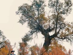 -金塔沙漠胡杨林景区