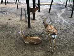 -大连铭湖国际观光牧场
