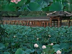 -龙头寺公园