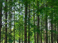 -桤木河湿地公园