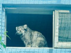 -青藏高原野生动物园