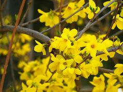 -北京西山国家森林公园