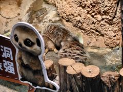 -正佳雨林生态植物园